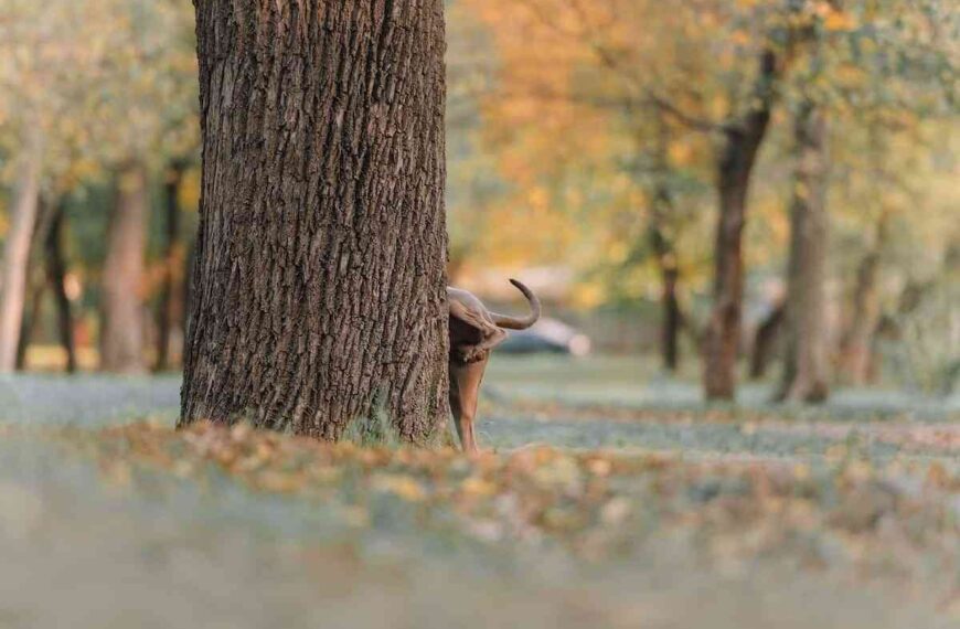Si tienes un perro además de recoger las cacas deberán echar agua jabonosa sobre las miciones en vía pública