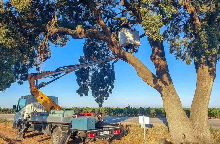 Saneada la “Carrasca de la Sandalia” en Tomelloso que había sufrido daños la noche del 24 de agosto