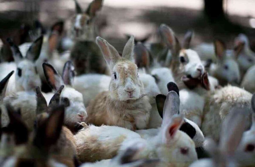 Veterinarios de Castilla-La Mancha velan por el buen funcionamiento de más de 550 granjas de conejos en la región