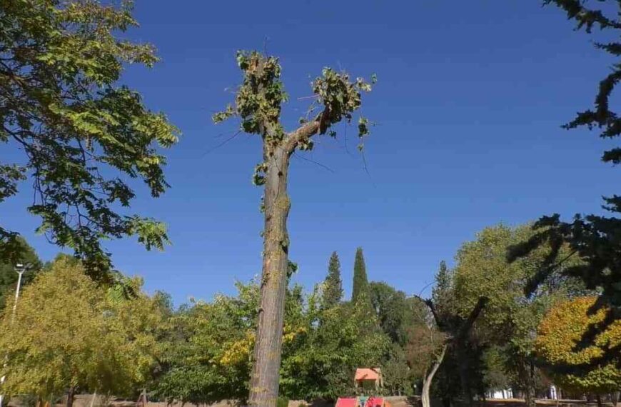 Han rebrotado los tilos trasplantados desde la calle Toledo a otras zonas verdes de Manzanares