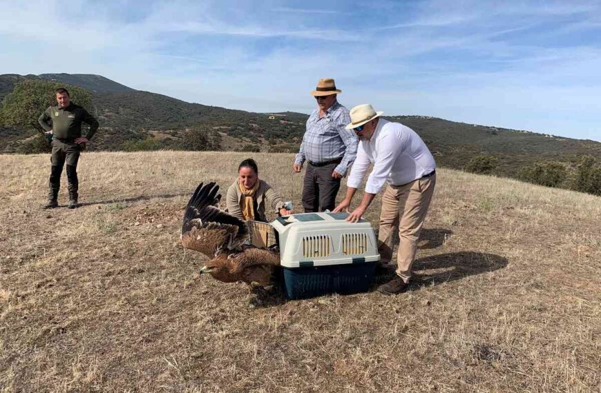 Devuelta al medio natural un águila imperial tras pasar por el Centro de Recuperación de Fauna “El Chaparrillo”