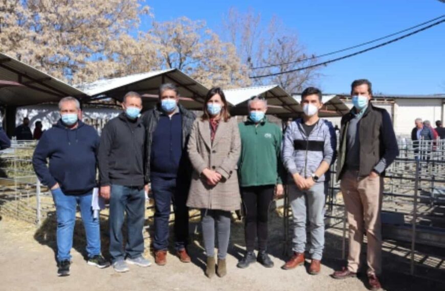 Subasta de sementales de raza ovina manchega realizada por AGRAMA el pasado viernes en Manzanares