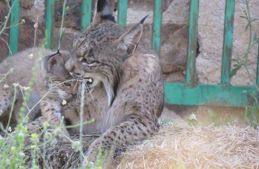 Dos hembras de lince, madre e hija, crían en común a sus dos camadas de seis cachorros en un pajar de Ciudad Real
