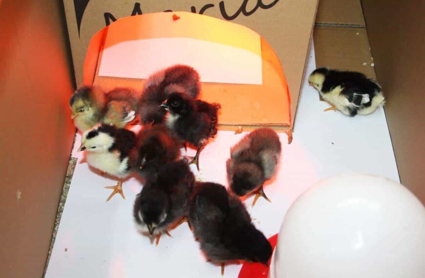 Nacen primeros pollitos del proyecto “La gallina pintarazada” de los escolares del  CEIP Juan Ramón Jiménez de Puertollano