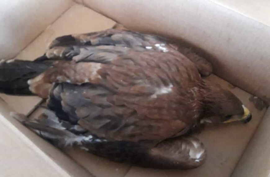 Rescatados 3 pollos de águila imperial en Herencia (Ciudad Real)