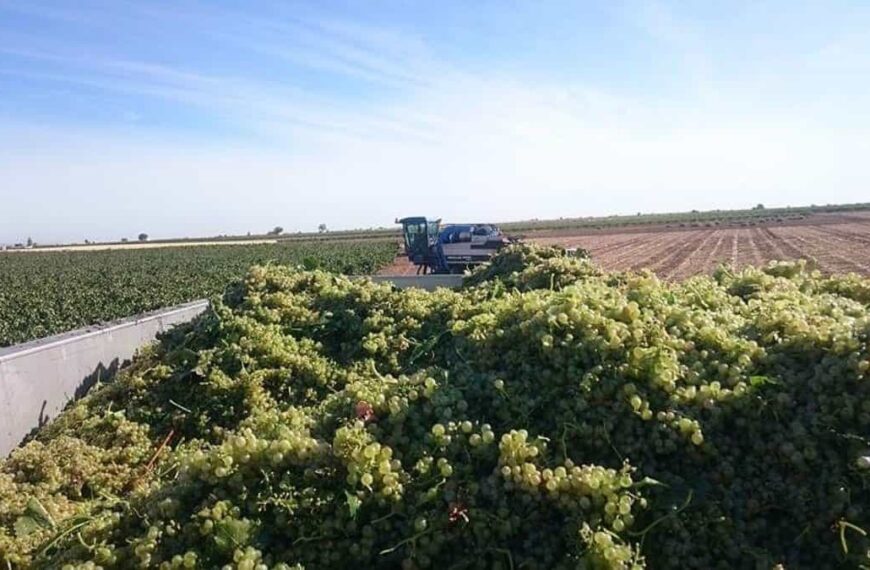 Asaja prevé una "importante merma" en la cosecha de la uva en Ciudad Real por las altas temperaturas