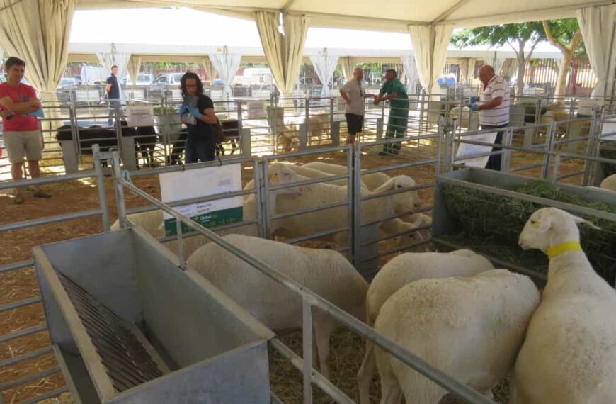 El IV Concurso Morfológico de Raza Ovina Manchega celebrado por Agrama en el marco de Fercam 2022