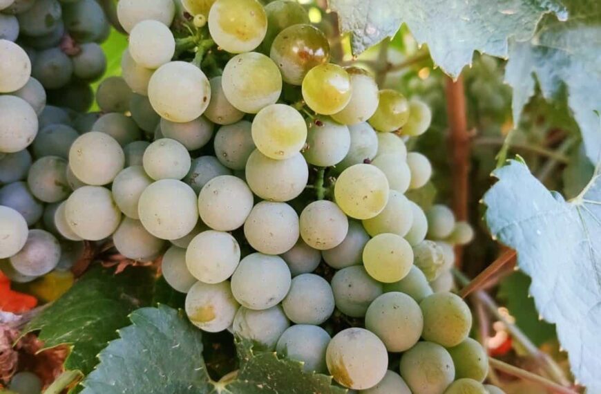 La cooperativa 'El Progreso' comienza este viernes por la noche a vendimiar las vides más afectadas por el calor