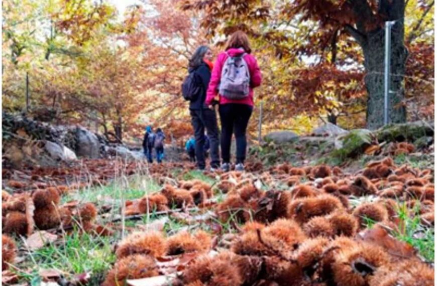Ruta senderista de noviembre – Castañar y cerro de San Vicente (San Vicente del Real (Toledo))