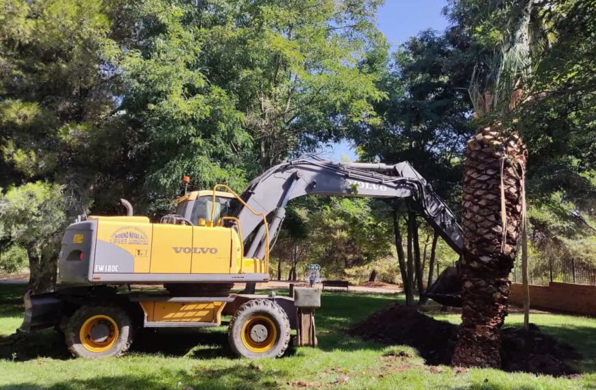 En marcha las labores de trasplante de ejemplares arbóreos afectados por remodelación del Paseo del Bosque en Puertollano