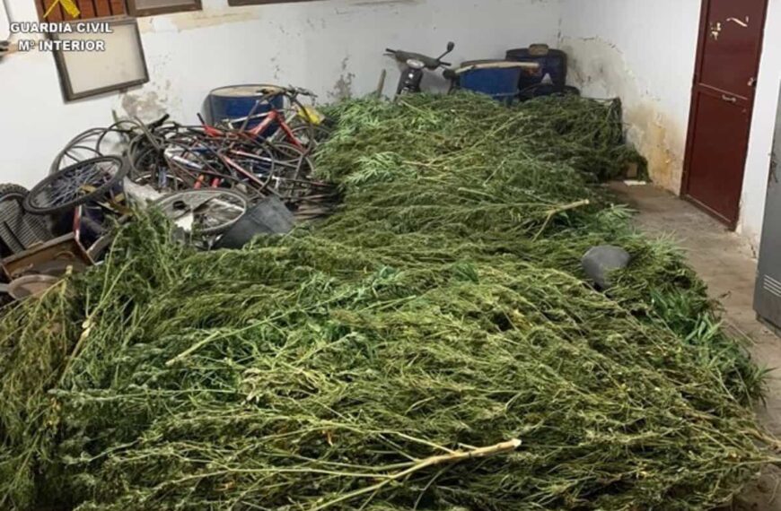 Dos detenidos y 50 plantas de marihuana incautadas en varias parcelas rústicas de La Solana (Ciudad Real)