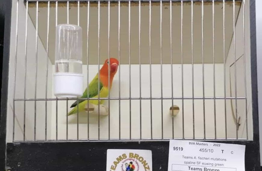 Las aves del herenciano Ángel Antonio en el Concurso Mundial BVA Masters en Bélgica