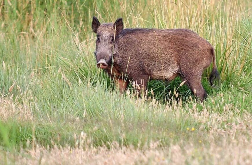 Castilla-La Mancha abre este sábado la temporada hábil de caza mayor y menor aumentando los cotos sociales