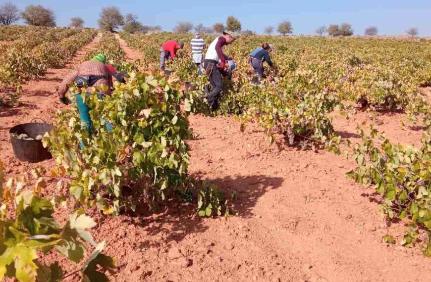 Arranca la vendimia 2022 en DO La Mancha con una visible reducción de cosecha pero gran calidad del fruto