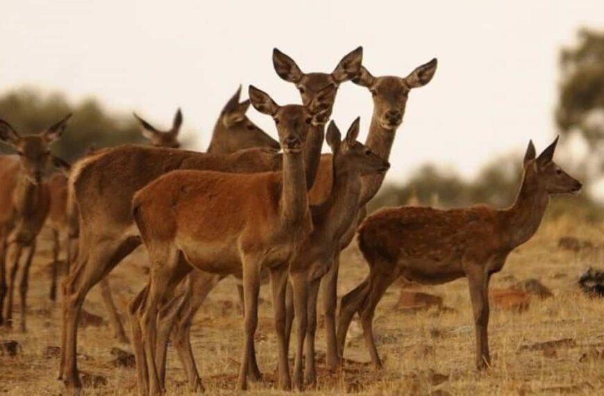 Piden prohibir la presencia de niños en cacerías tras accidente en Almodóvar del Campo