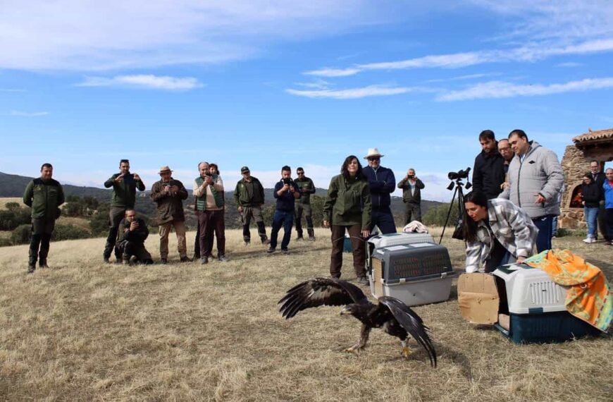Dos águilas imperiales ibéricas y dos águilas reales recuperadas en 'El Chaparrillo' vuelen a surcar los cielos