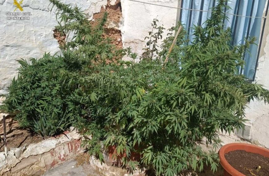 Localizadas 24 plantas de marihuana en varias viviendas en Tomelloso, tres detenidos y un investigado