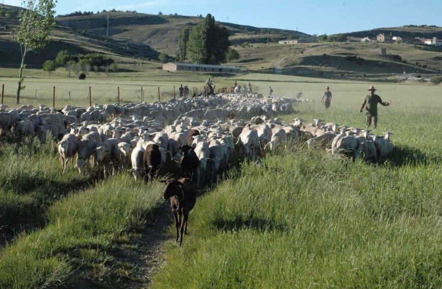 Agricultura declara zonas restringidas adicionales tras los focos de viruela ovina y caprina de la provincia de Cuenca