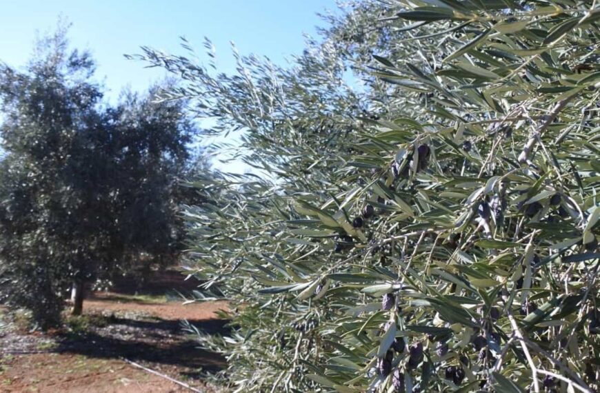 CCOO pedirá Mediación en Jurado Arbitral ante la ruptura de negociaciones con Asaja Ciudad Real en el convenio del campo