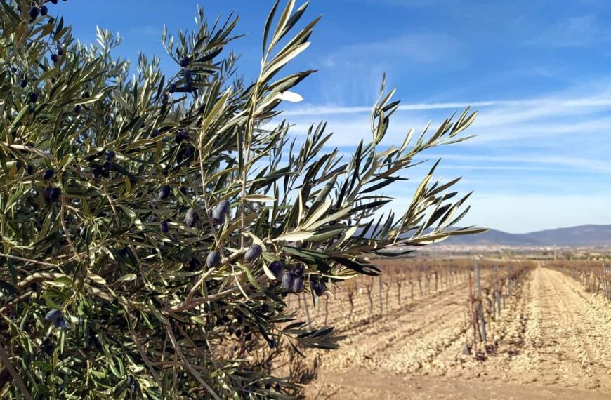 La cooperativa El Progreso lanza al mercado su novedoso Viña Xétar Verdejo 0.0 desalcoholizado