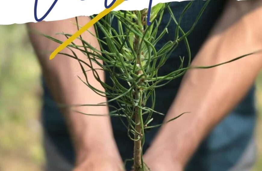 II Jornada de Reforestación en la Vereda este sábado 11 de febrero y  abierta a todo aquel que quiera contribuir con este espacio público