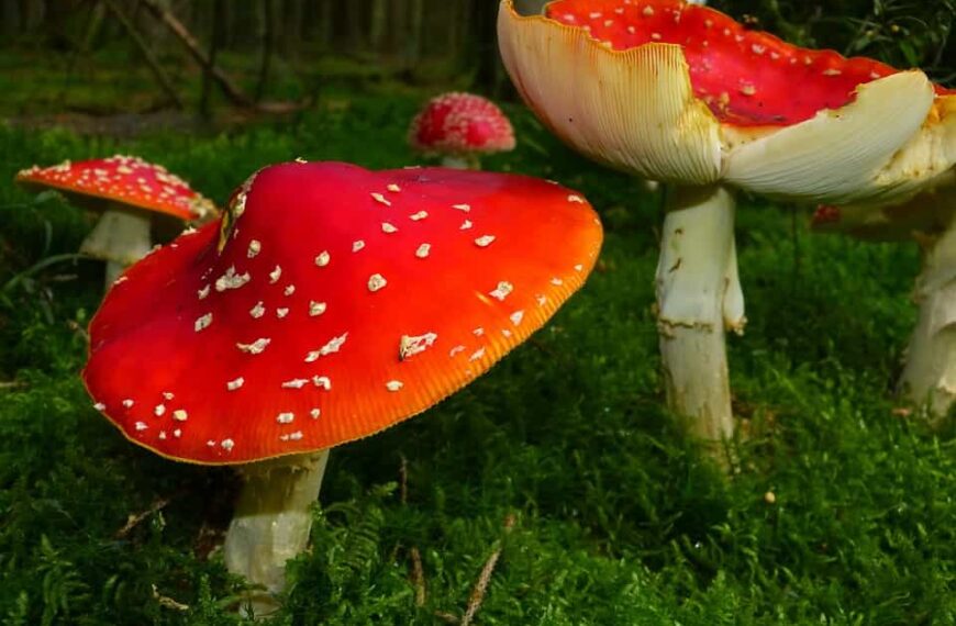 “Castilla-La Mancha prepara una convocatoria de ayudas de 12,3 millones de euros para el inicio y consolidación de actividad de los autónomos”