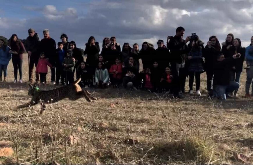 Liberación de lince ibérico macho de un año en la Dehesa Boyal de Torre de Juan Abad