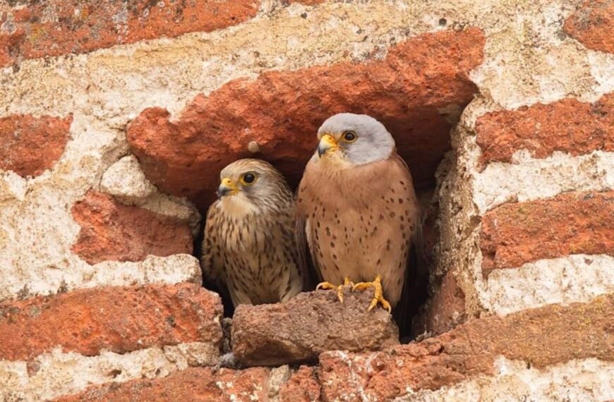 Celebra la I Fiesta del Cernícalo Primilla en Almodóvar del Campo y Tirteafuera el 29 de abril.