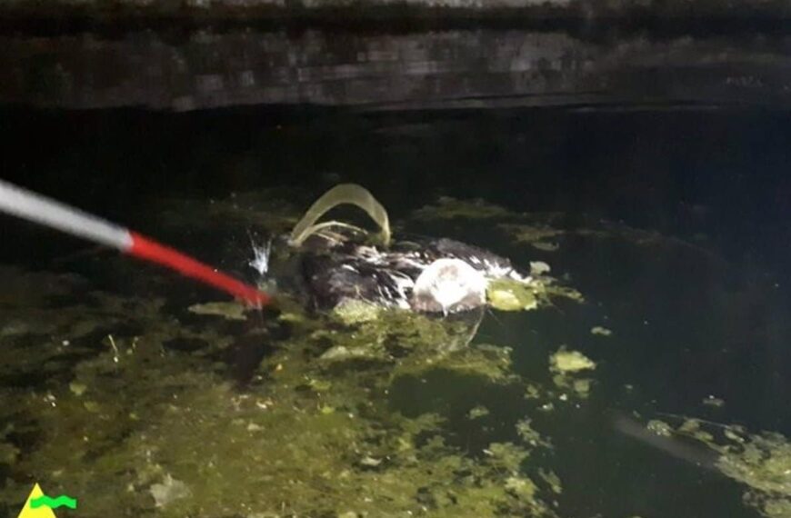 El águila es rescatada por Bomberos de Puertollano de una alberca en la que se encontraba atrapada.