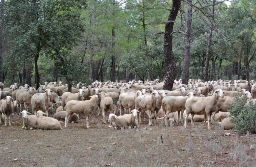 La PAC otorga 19 millones de euros en ayudas a unos 3.500 ganaderos de ovino y caprino en Castilla-La Mancha.