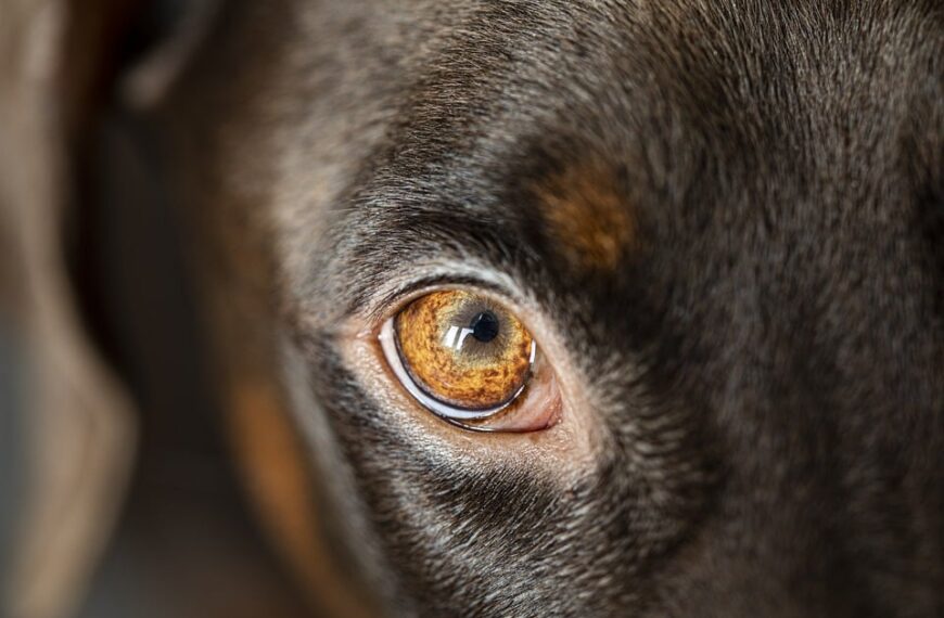 Mejora la supervivencia de los pacientes gracias a los programas de urgencias y emergencias destacados por el Gobierno regional.