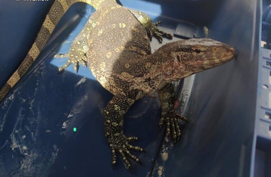 Un Varano del Nilo, especie protegida, es capturado por Seprona en Villarta de San Juan (Ciudad Real)