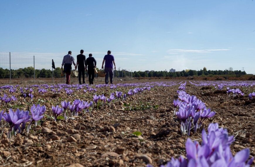 Nace OPAZ, una nueva cooperativa que agrupa a más de 80 productores de azafrán D.O La Mancha