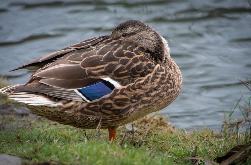 «Ana Céspedes y Rafael de Lorenzo García se sienten orgullosos y responsables por la Medalla de Oro de su tierra que llevan en su interior»