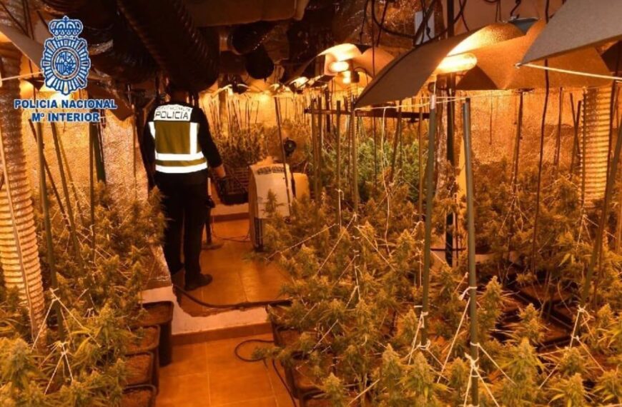 Arrestan a un hombre y desarticulan una plantación de más de 500 plantas de marihuana en Alcázar.