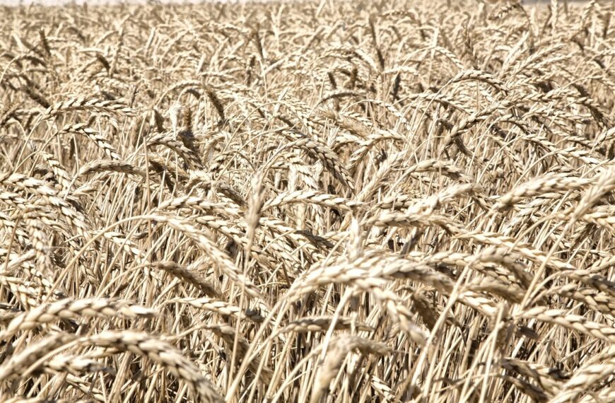 Las cooperativas cerealistas de Castilla-La Mancha califican la campaña de “desastrosa” y solicitan ayudas específicas a la Administración