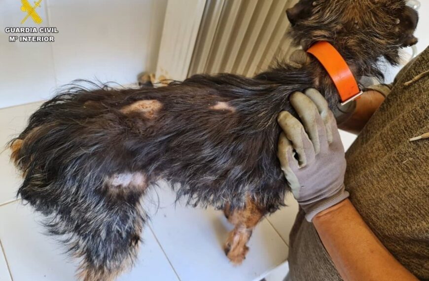 Persona en Villanueva de los Infantes es investigada por abandonar dos perros de raza ‘Jagd Terrier’