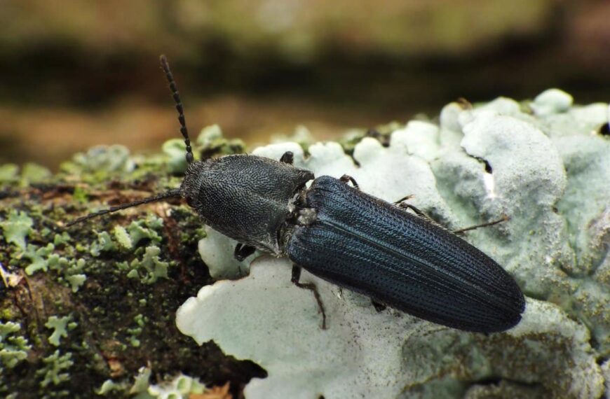 El cambio climático amenaza con reducir la población de escarabajos en los bosques mediterráneos: hallazgos de investigación en Cabañeros.