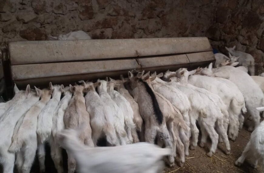 Ganaderos solicitan a la Junta de flexibilizar movimientos y modificar normativas sobre la viruela ovina para evitar sobrecostos