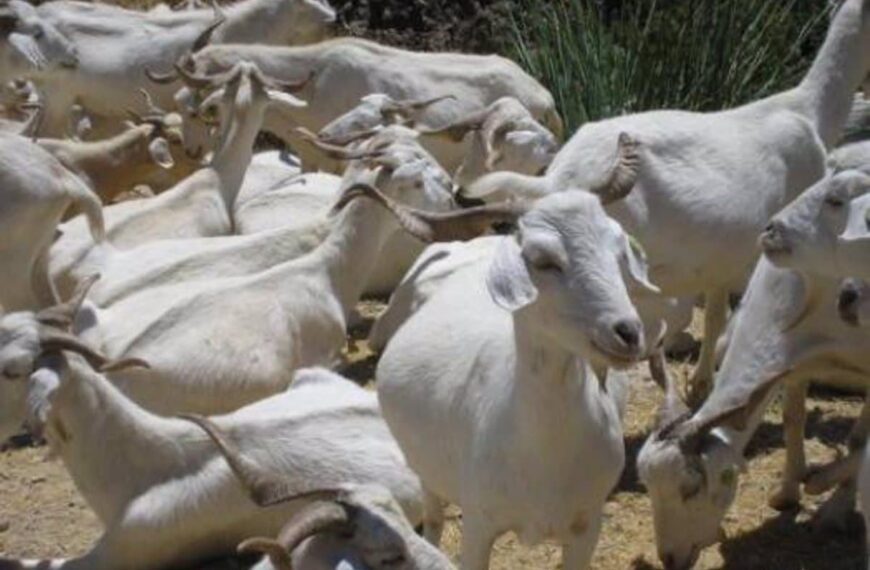 CLM actualiza medidas de prevención ante la viruela ovina y caprina según situación sanitaria actual