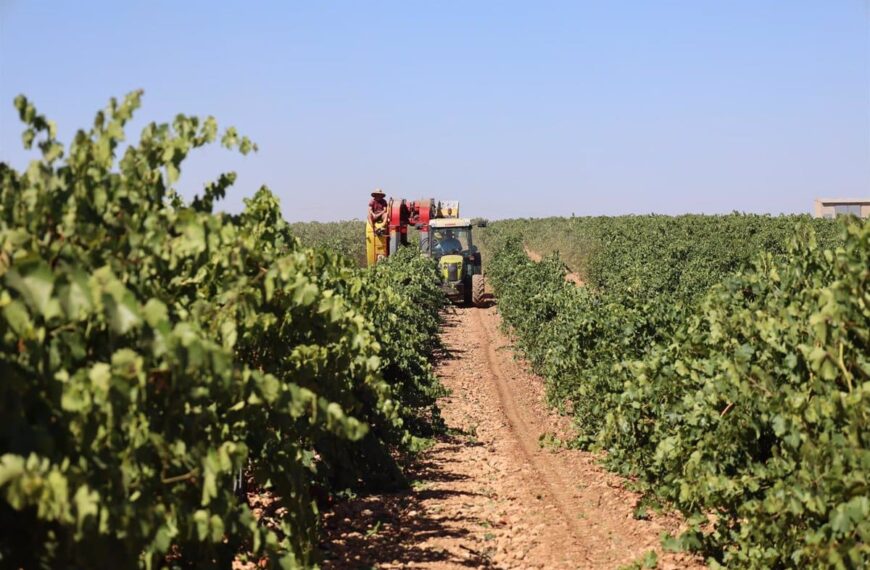 La sequía impulsa una vendimia temprana en Ciudad Real para salvar la cosecha