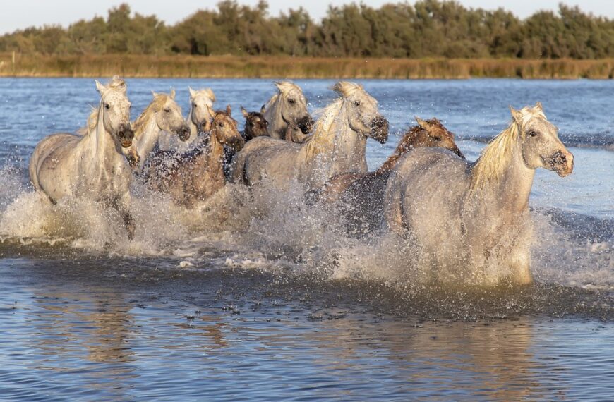 Las exportaciones alcanzan una cifra récord de casi cinco millones de euros en el primer semestre de 2023, con un incremento del 1,4 por ciento respecto a 2022.
