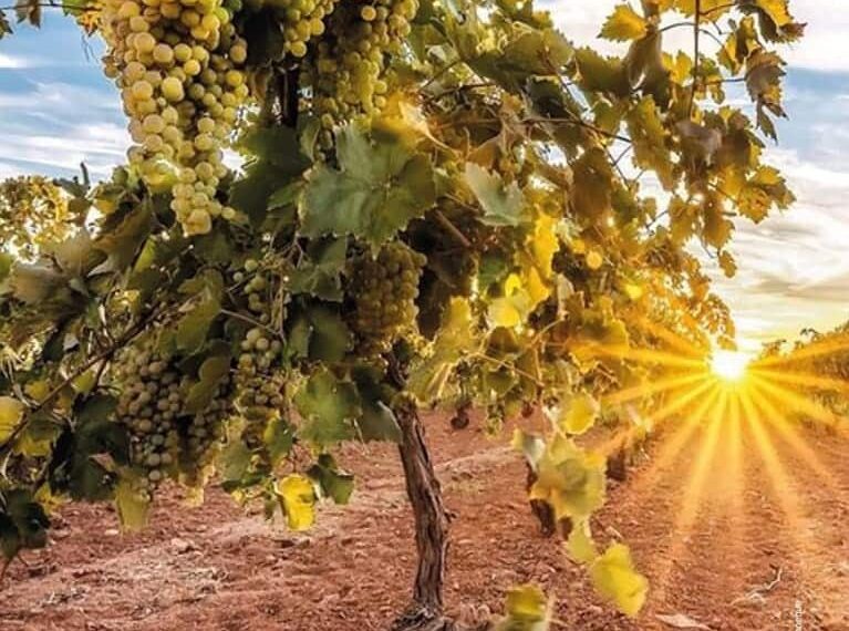 Campo de Criptana se prepara para la Segunda Edición de la Fiesta de la Vendimia