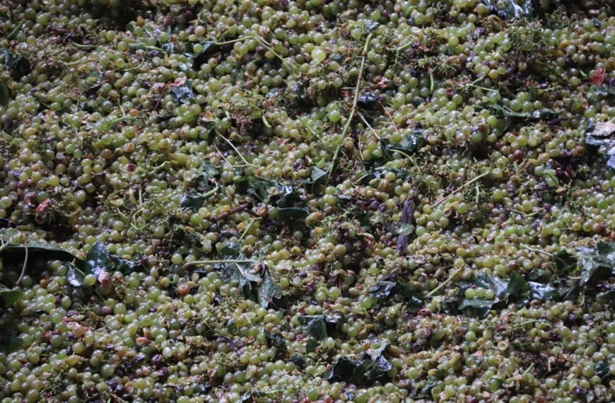 Este año la vendimia ha comenzado antes que nunca en Manzanares el 3 de agosto