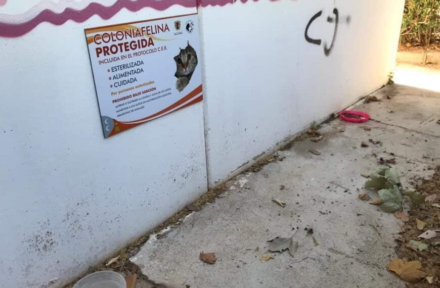 Nuevas medidas de protección para las colonias felinas en Campo de Criptana