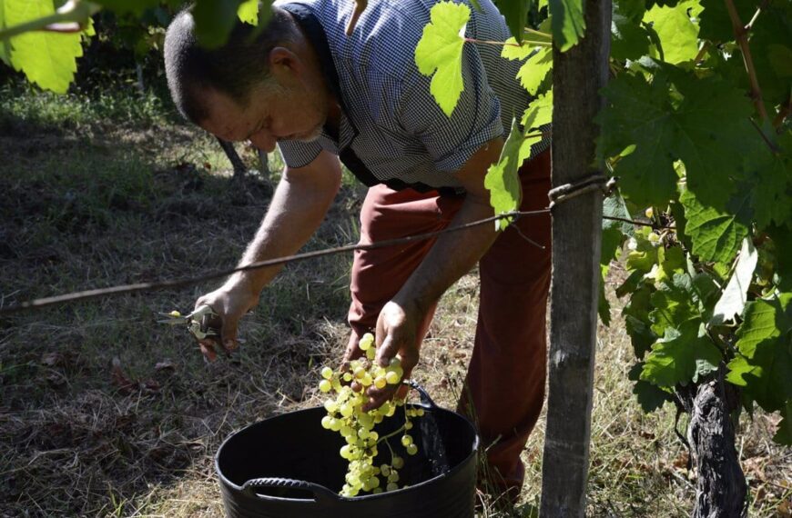 CCOO-Industria pide a vitivinicultores de Castilla-La Mancha hacer una vendimia ejemplar para acceder a ayudas de la PAC 2023-2027.