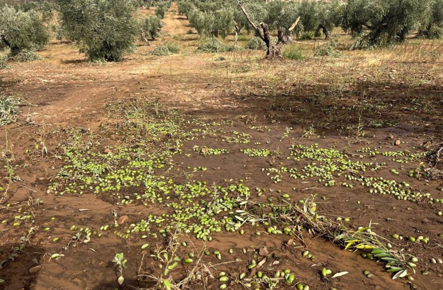 Inundaciones por DANA causan daños en cultivos agrícolas de Castilla-La Mancha, especialmente viñedo, almendro y olivar