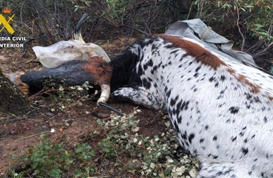 Detenidos por disparar y matar vacas en San Lorenzo de Calatrava, Ciudad Real