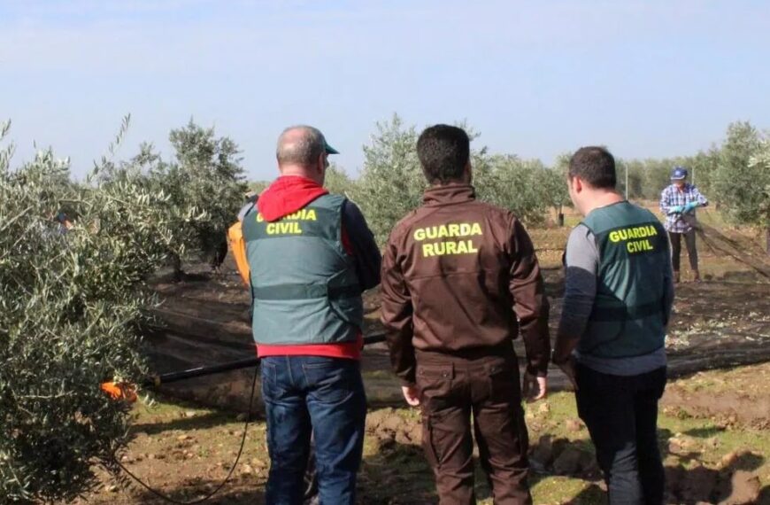 El Ayuntamiento de Malagón intensificará la vigilancia en el campo para evitar robos durante la campaña de la aceituna