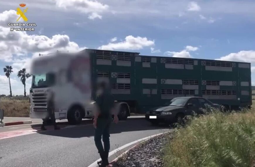 Investigan a 17 personas por falsedad documental en transporte de animales: Seprona Ciudad Real.